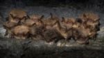 Brandt's Bat or Whiskered Bat